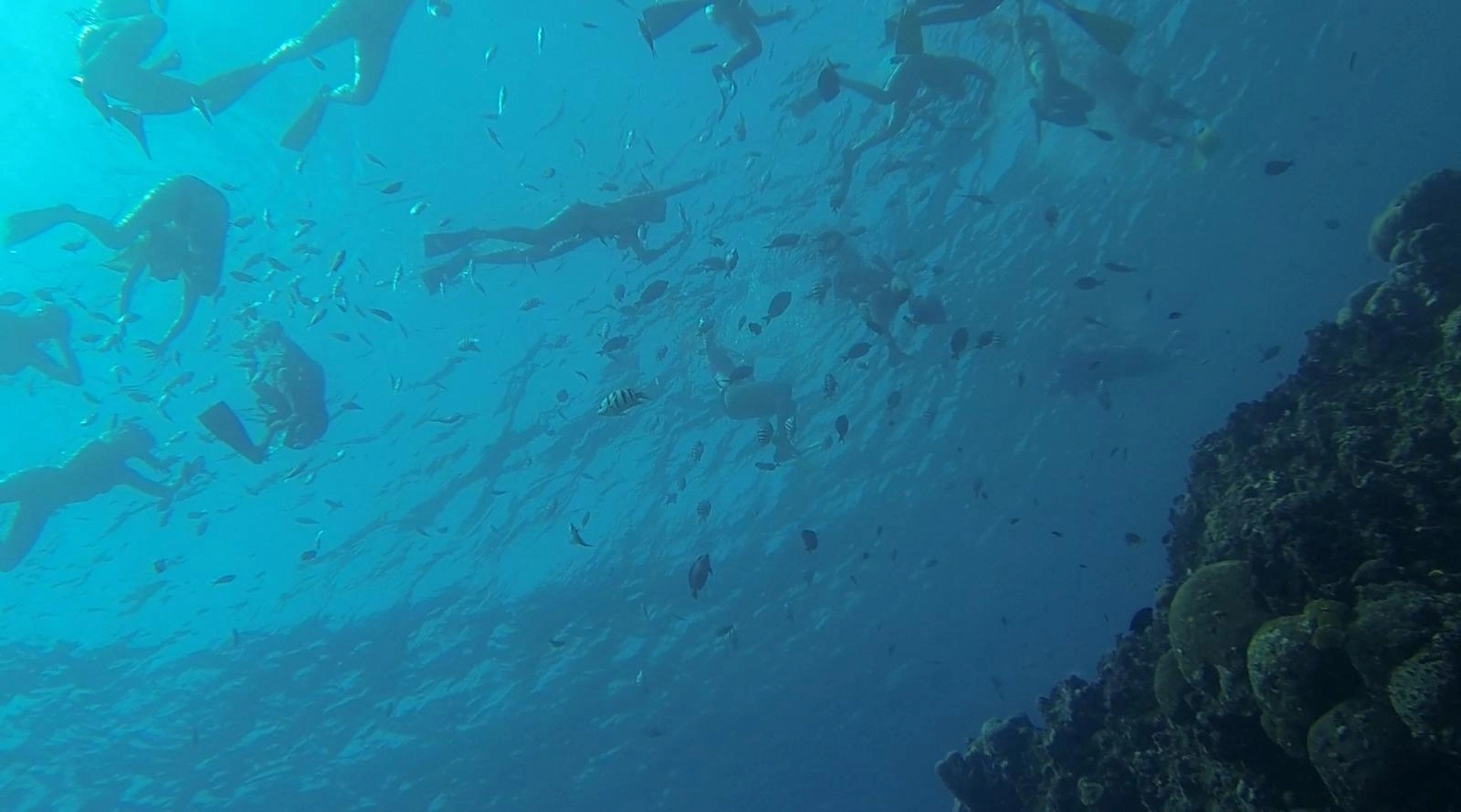 #1 Rated — Reef Snorkeling