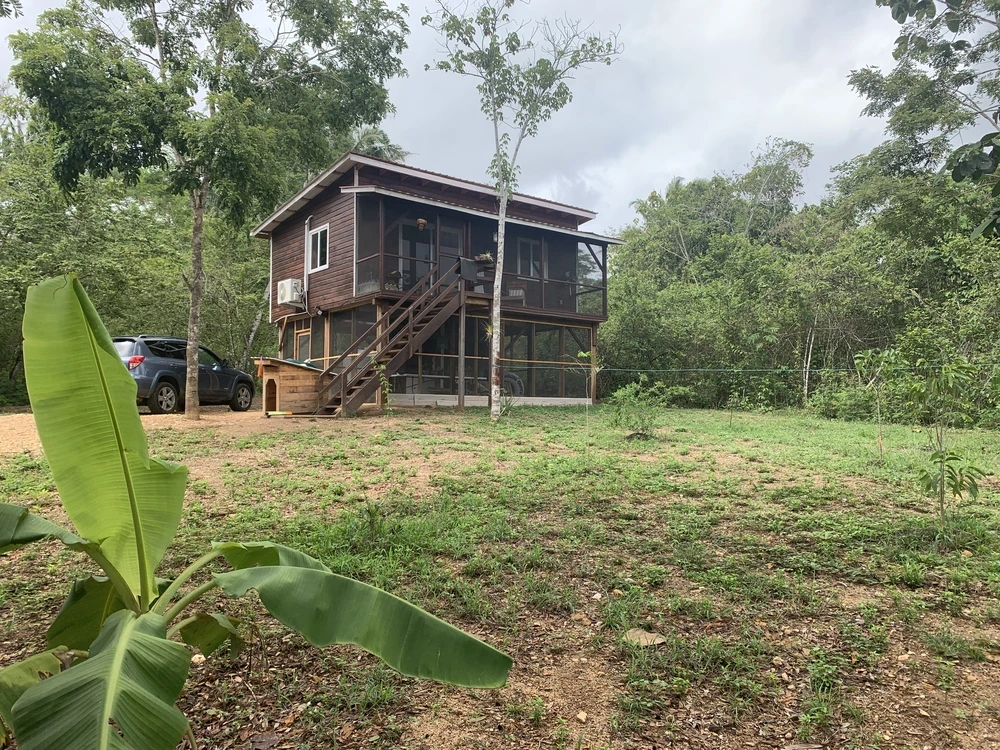 The cabin with the clearing grown in around it, grass and banana plants established