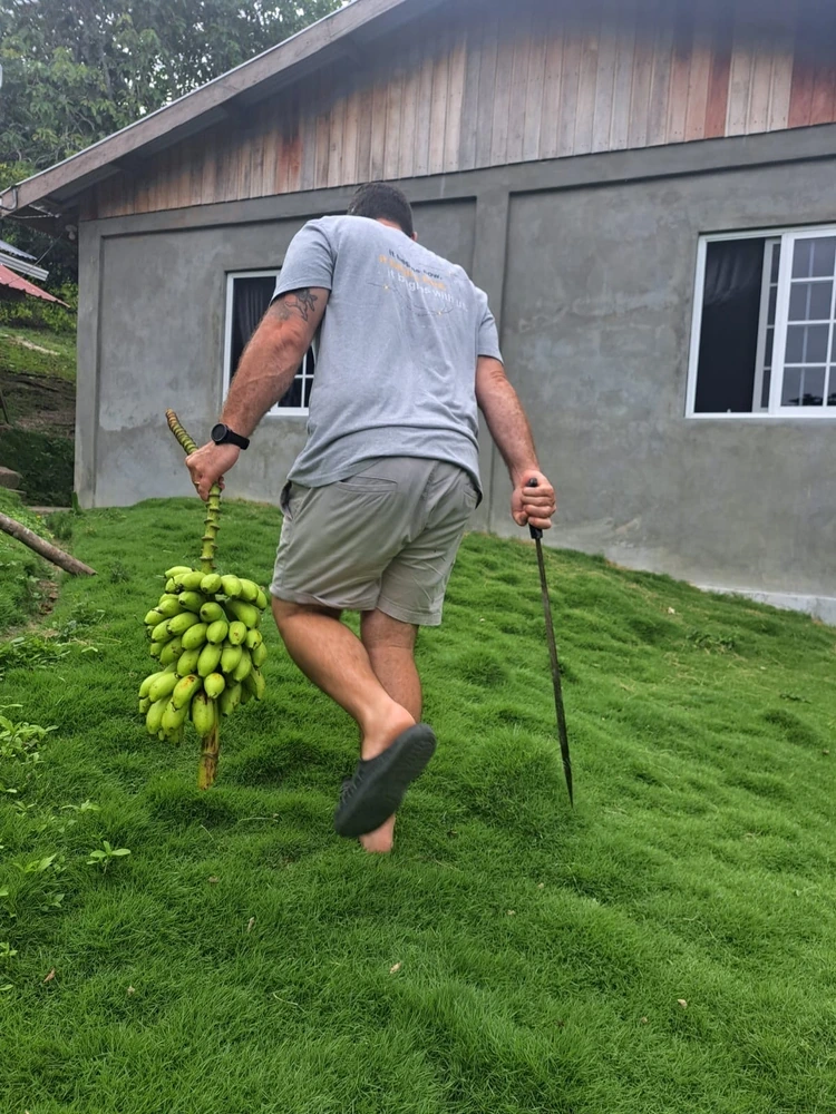Jared carrying a cut bunch of green bananas and a machete across the grass beside his home in Belize